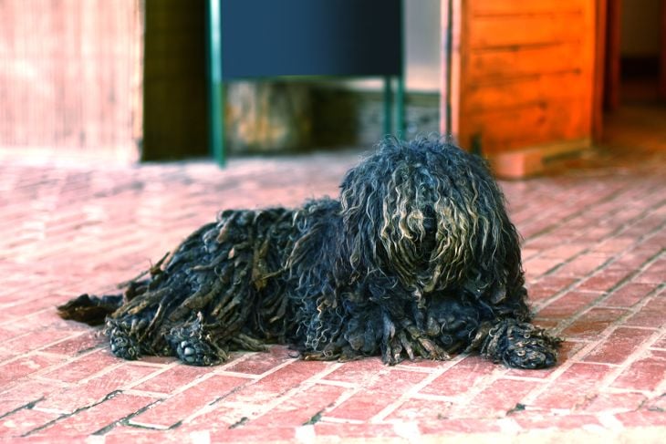 Sitting puli dog