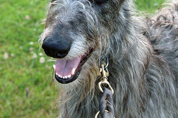 Scottish Deerhound shows attention with his ears standing up, known as "Full Rabbit Mode".