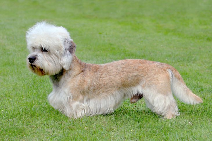 Typical Dandie Dinmont Terrier in the spring garden