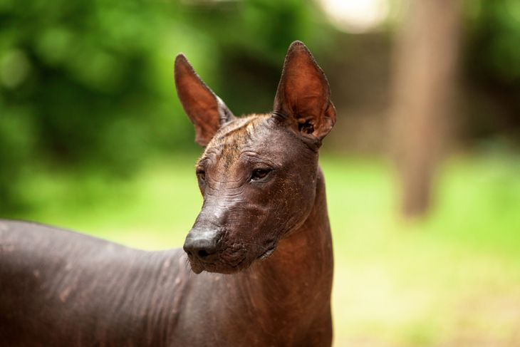 Horizontal portrait of one dog of Xoloitzcuintli breed, mexican hairless dog of black color of standart size, standing outdoors on ground with green grass and trees on background on summer sunny day