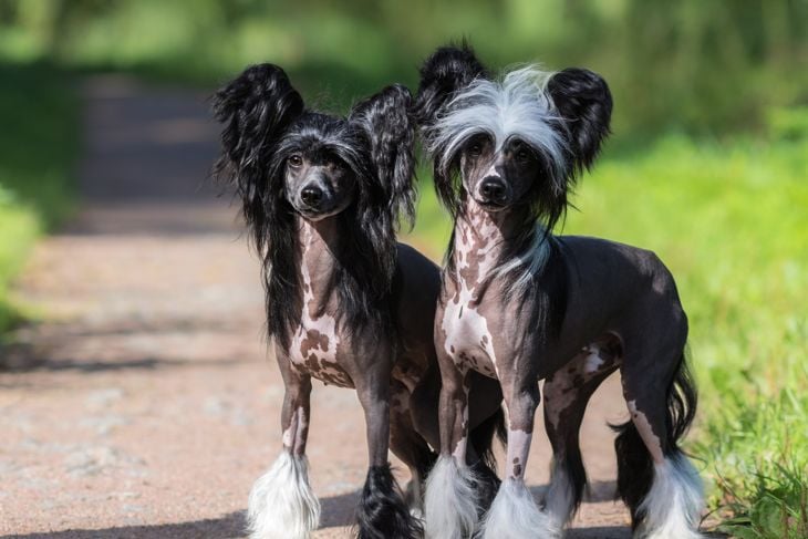 Chinese Crested Dog Breed. Male and Female dog. Toy dog, fine-boned, elegant and graceful.