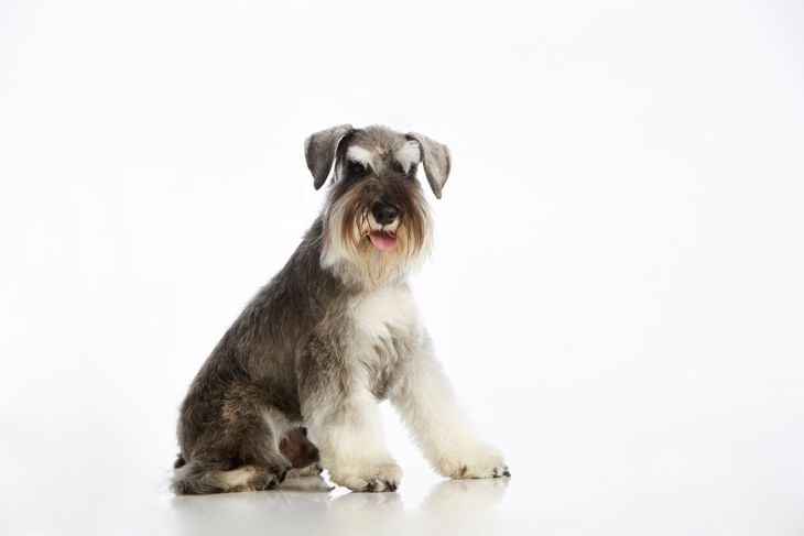 Salt & Pepper Purebred Schnauzer Panting (Sticking Out Tongue). White Background. Studio Portrait. Shot with Canon EOS 5D.