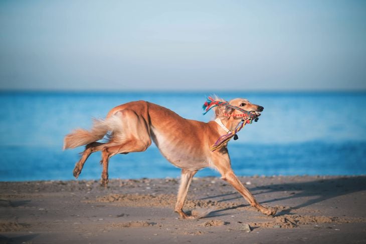 Young saluki (persian greyhound) playing be the sea