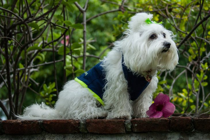 Pet and flower