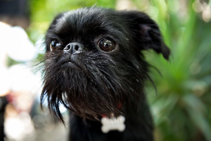 portrait of beautiful pedigree dog puppy Belgian Griffon. Soft focus