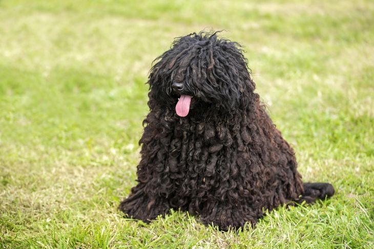 Cute puli dog in the park. Dog portrait