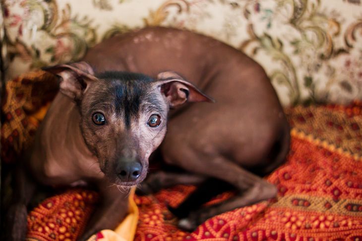Portrait of dog Mexican xoloitzcuintli, xolo