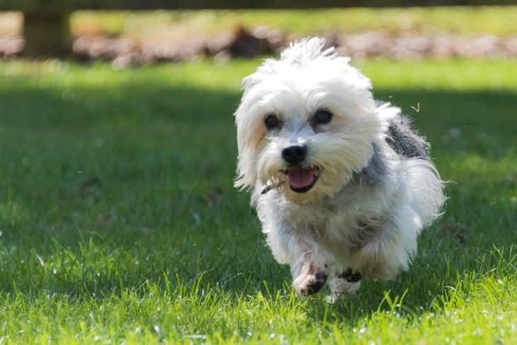 Tiny Dandie Dinmont Terrier running towards the camera in a field
