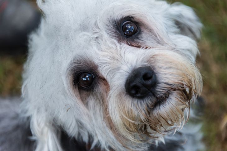 Portrait of the face of a small white Dandie Dinmont terrier looking up at camera