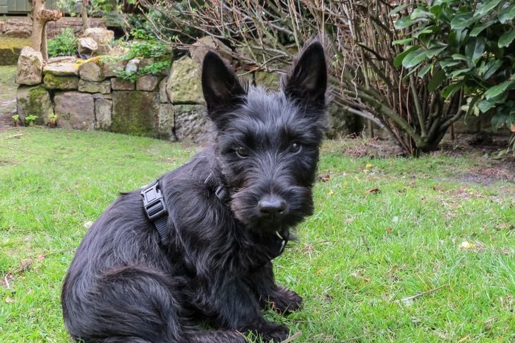 Scottish terrier puppy dog sitting in a back yard garden looking forward.