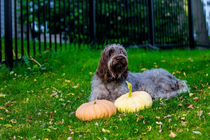 Korthals Griffon or wire-haired pointing griffon puppy at 1 year. female