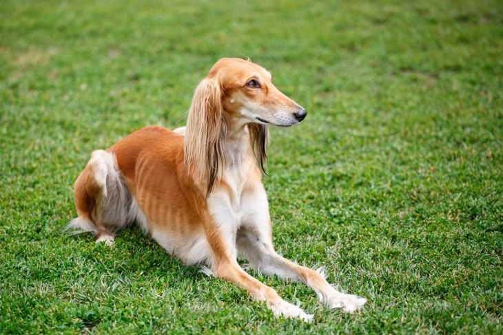 Saluki dog lying on the grass in the park