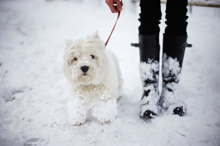 Keeping Your Dog Safe and Healthy During the Winter