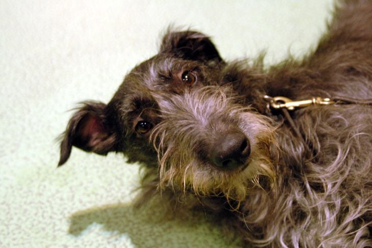 Scottish Deerhound, laying on a floor has got curious about the photographer