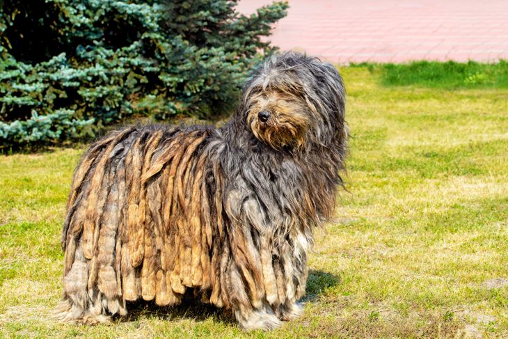 The Bergamasco Shepherd stands on the green grass in the park.