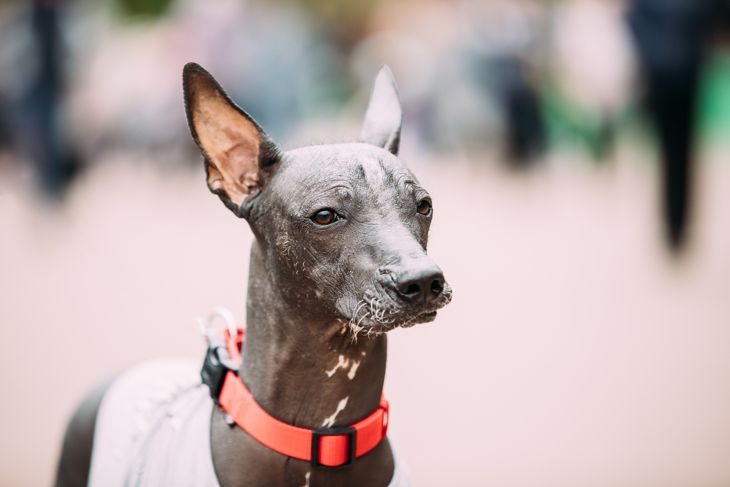 Mexican Hairless Dog In Outfit Playing In City Park. The Xoloitzcuintli Or Xolo For Short, Is A Hairless Breed Of Dog.