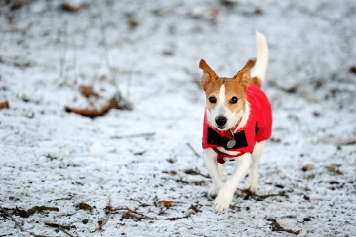 The Best Winter Coats for Your Dog