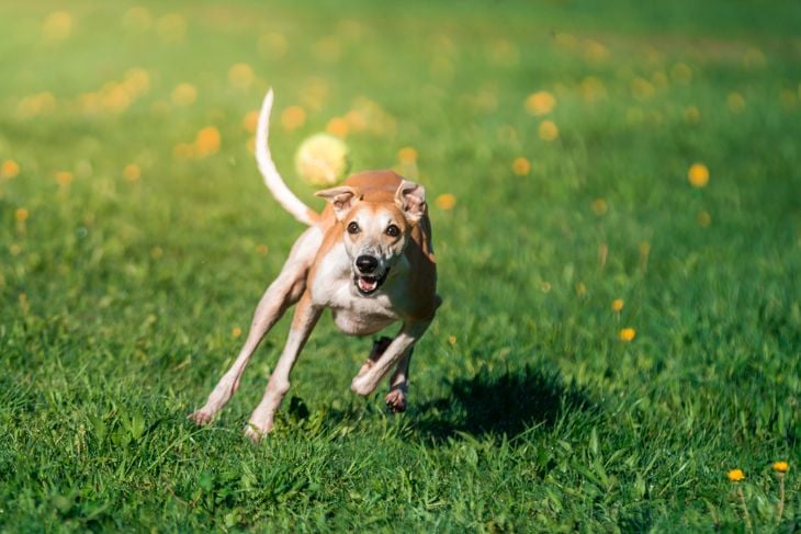 Small English greyhound (whippet, male animal) is playing on a walk. The purebred dog brown with white coat color is running on a lawn looking at flying tennis ball. Outdoors shooting in a public park at sunny summer day