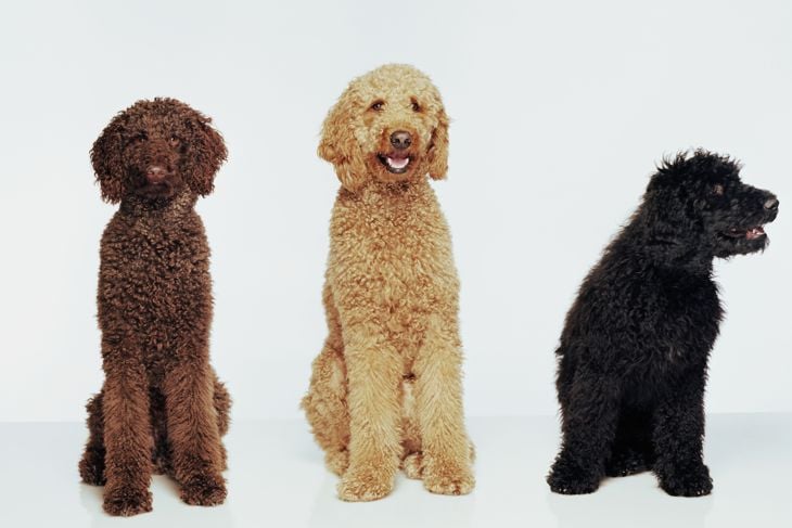Three Standard Poodles
