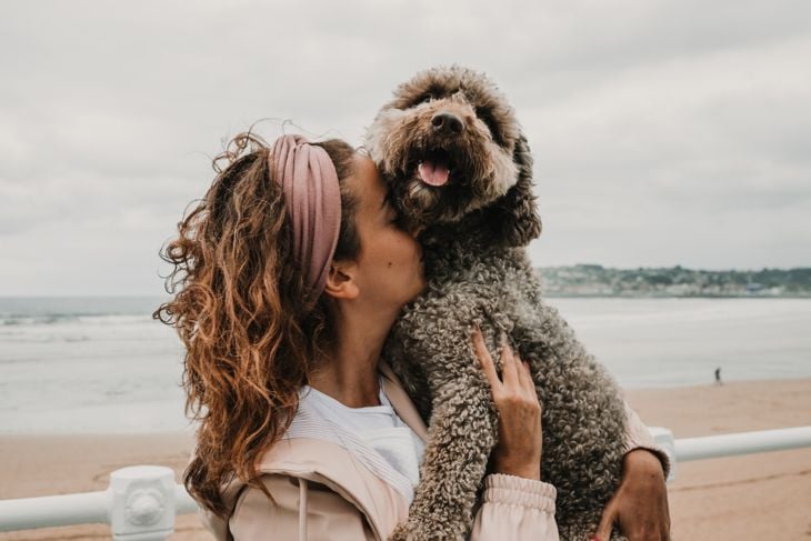 Top Dog Breeds That Don't Shed