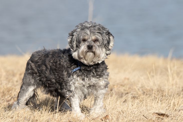 Top Dog Breeds That Don't Shed