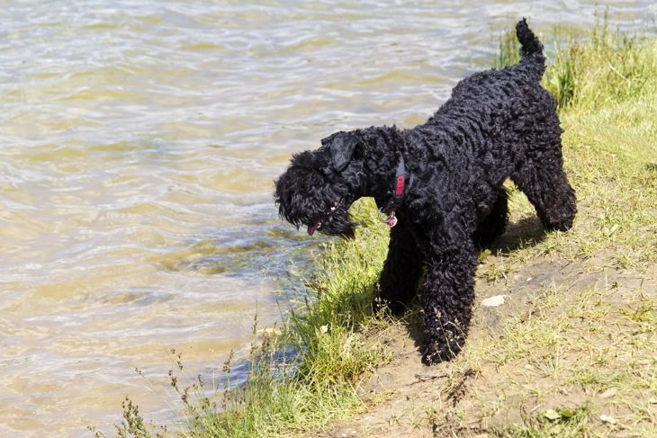 Top Dog Breeds That Don't Shed