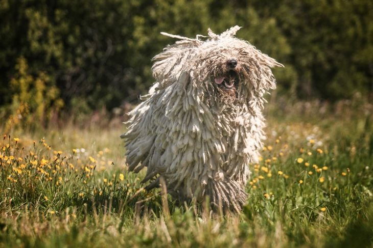 Top Dog Breeds That Don't Shed