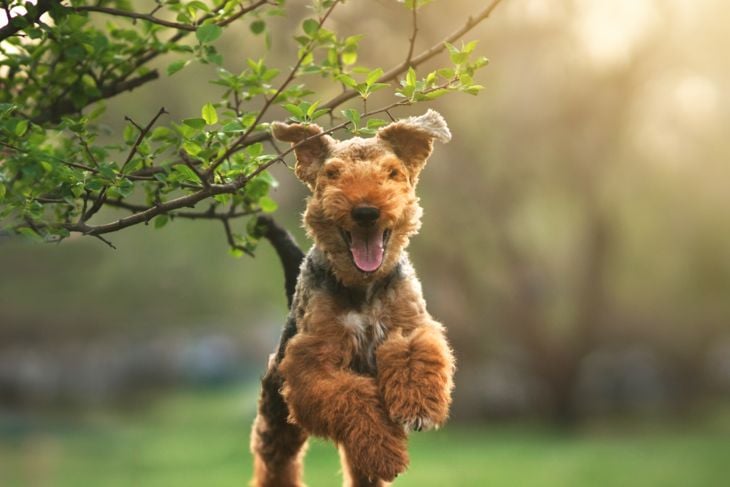 Top Dog Breeds That Don't Shed