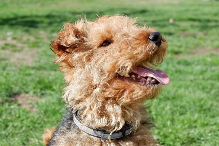 Top Dog Breeds That Don't Shed