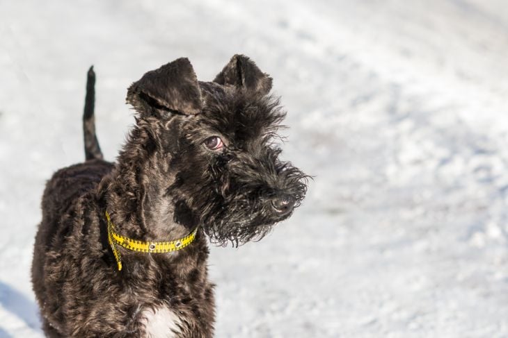 Top Dog Breeds That Don't Shed