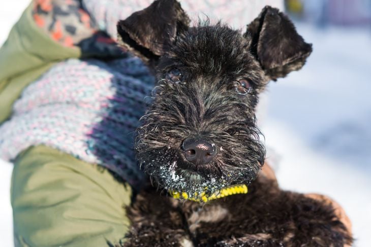 Top Dog Breeds That Don't Shed