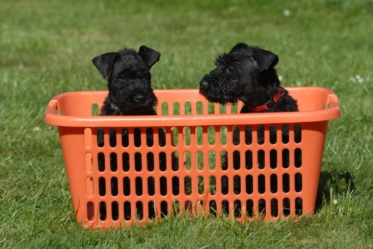 Top Dog Breeds That Don't Shed