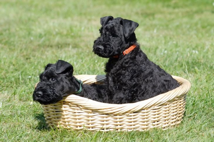Top Dog Breeds That Don't Shed