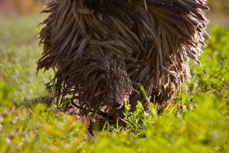 Top Dog Breeds That Don't Shed