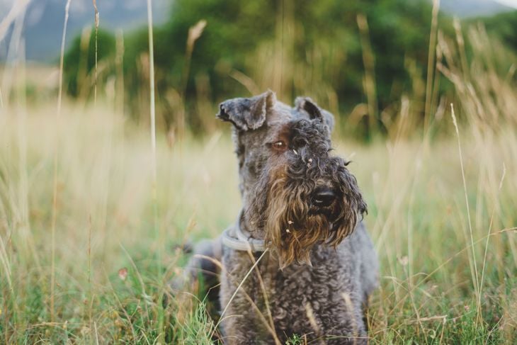 Top Dog Breeds That Don't Shed
