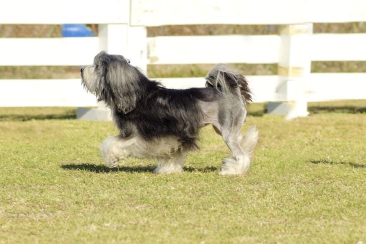 Top Dog Breeds That Don't Shed