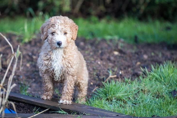 Top Dog Breeds That Don't Shed