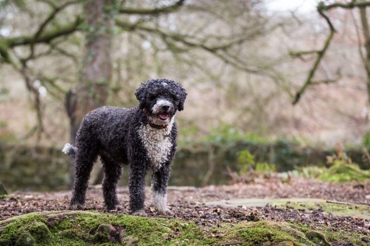 Top Dog Breeds That Don't Shed