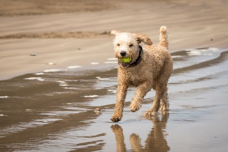 Top Dog Breeds That Don't Shed