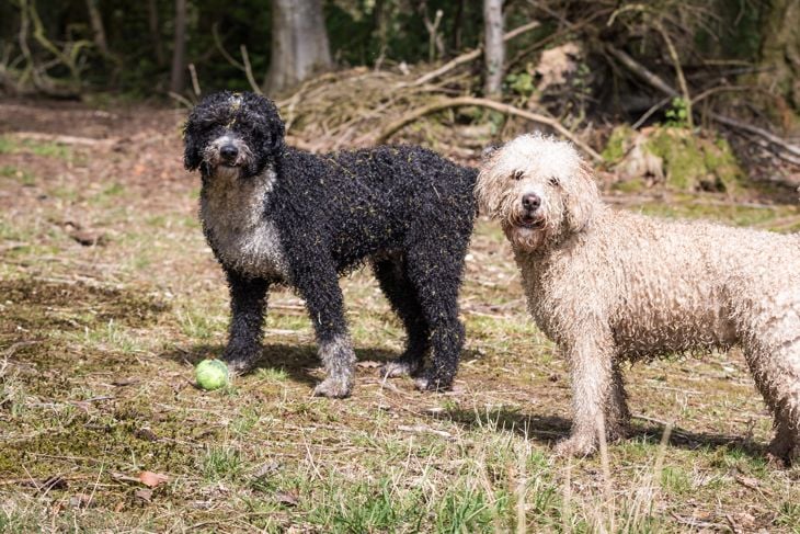 Top Dog Breeds That Don't Shed