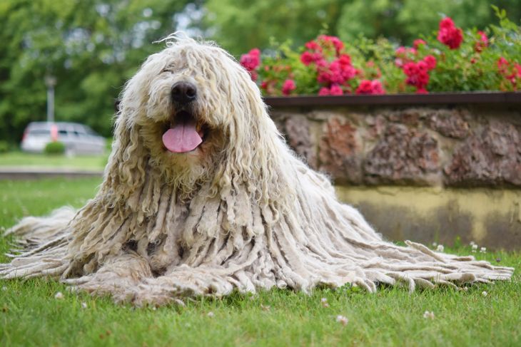 Top Dog Breeds That Don't Shed