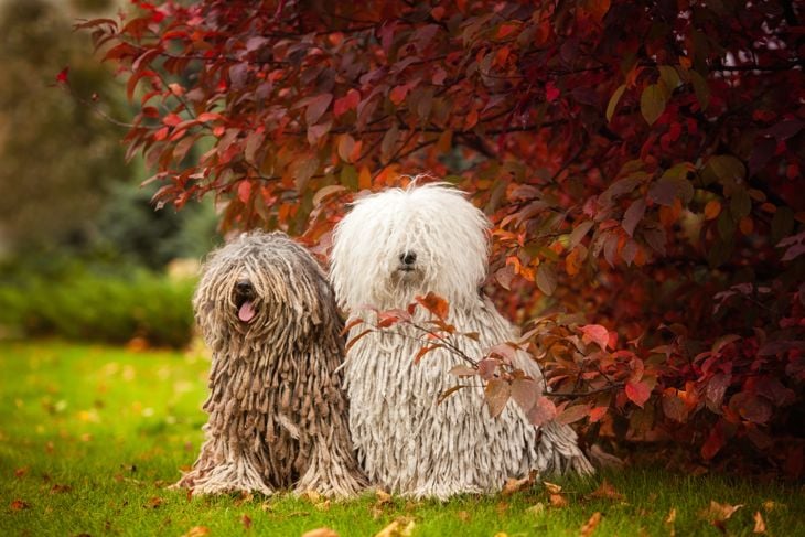 Top Dog Breeds That Don't Shed