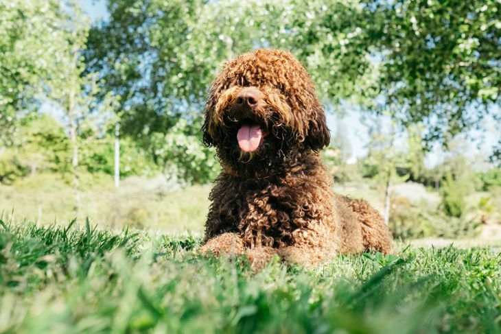 Top Dog Breeds That Don't Shed