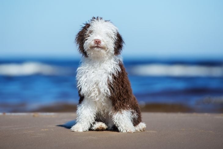 Top Dog Breeds That Don't Shed