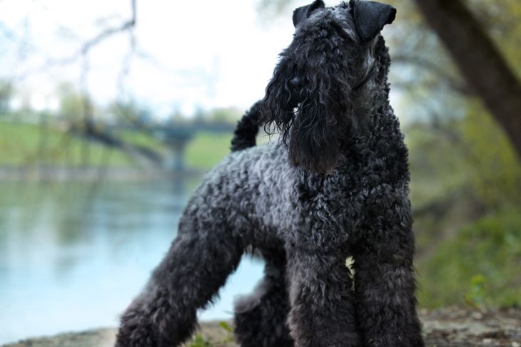 Top Dog Breeds That Don't Shed