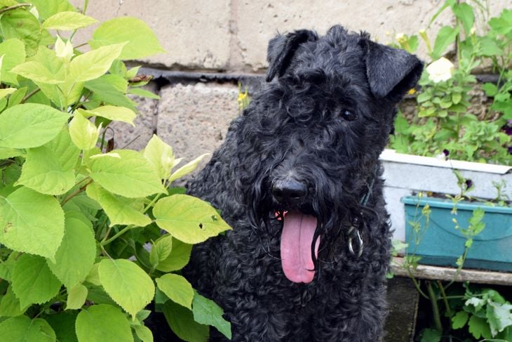 Top Dog Breeds That Don't Shed