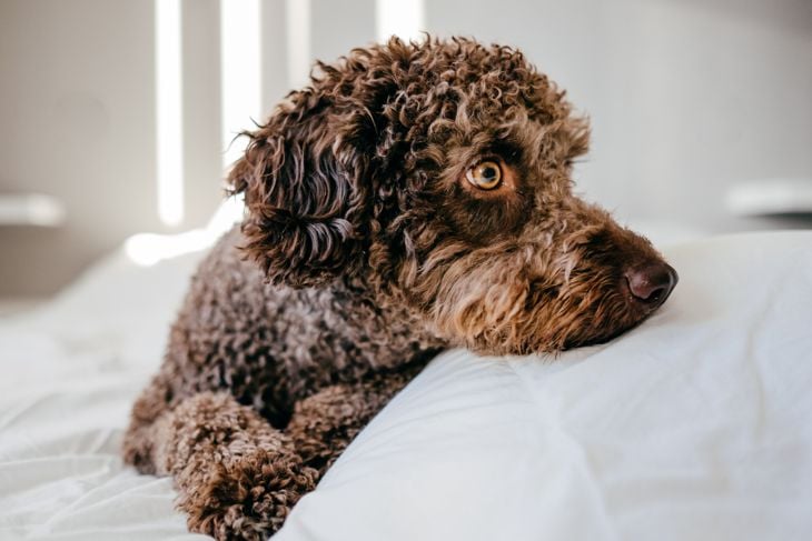 Top Dog Breeds That Don't Shed