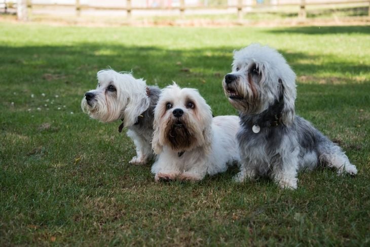 Top Dog Breeds That Don't Shed