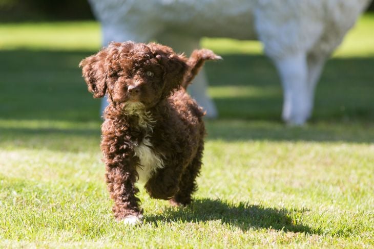 Top Dog Breeds That Don't Shed
