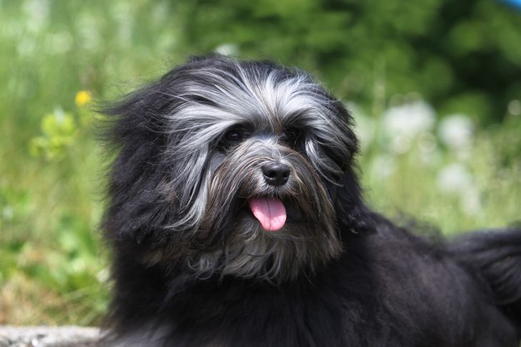 Top Dog Breeds That Don't Shed